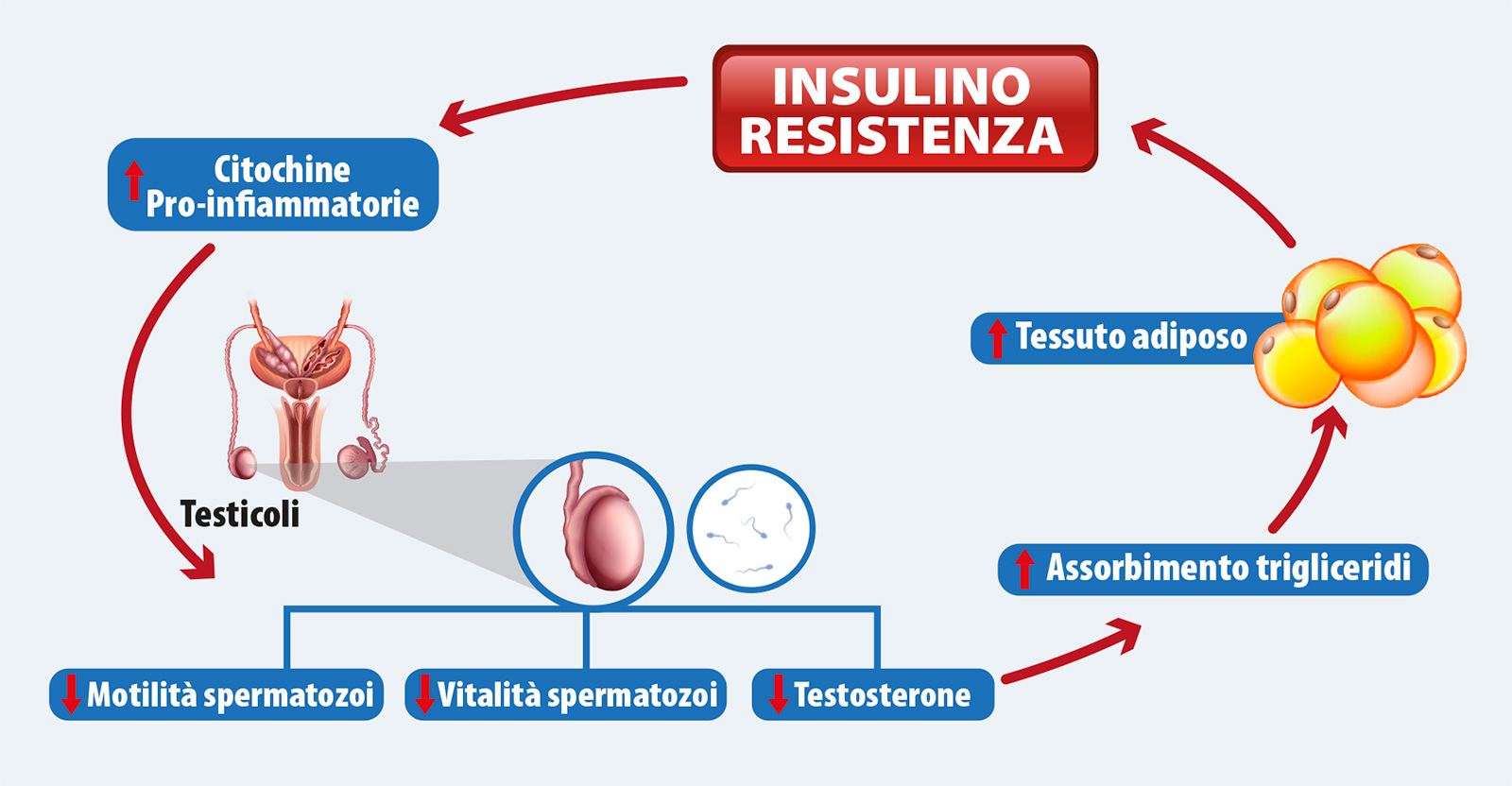 Disturbi correlati all'insulinoresistenza - illustrazione 6