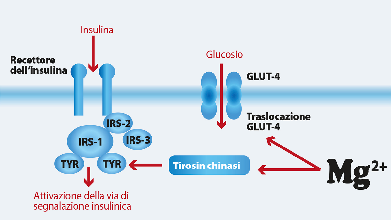 Rimedi per combattere l'insulinoresistenza - illustrazione 2
