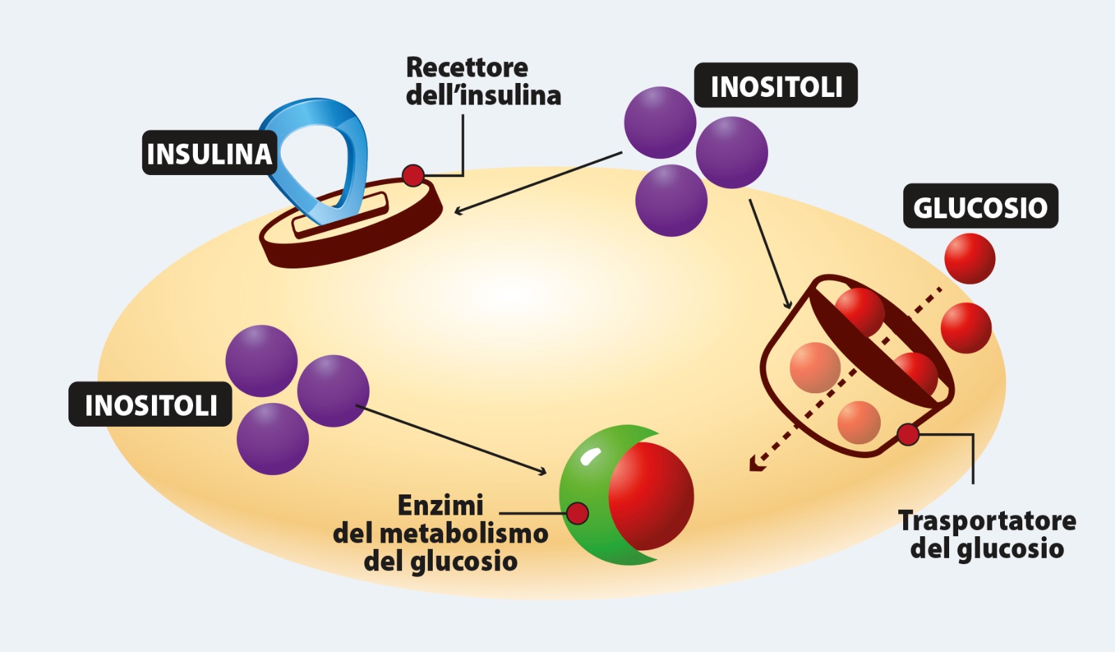Rimedi per combattere l'insulinoresistenza - illustrazione 4